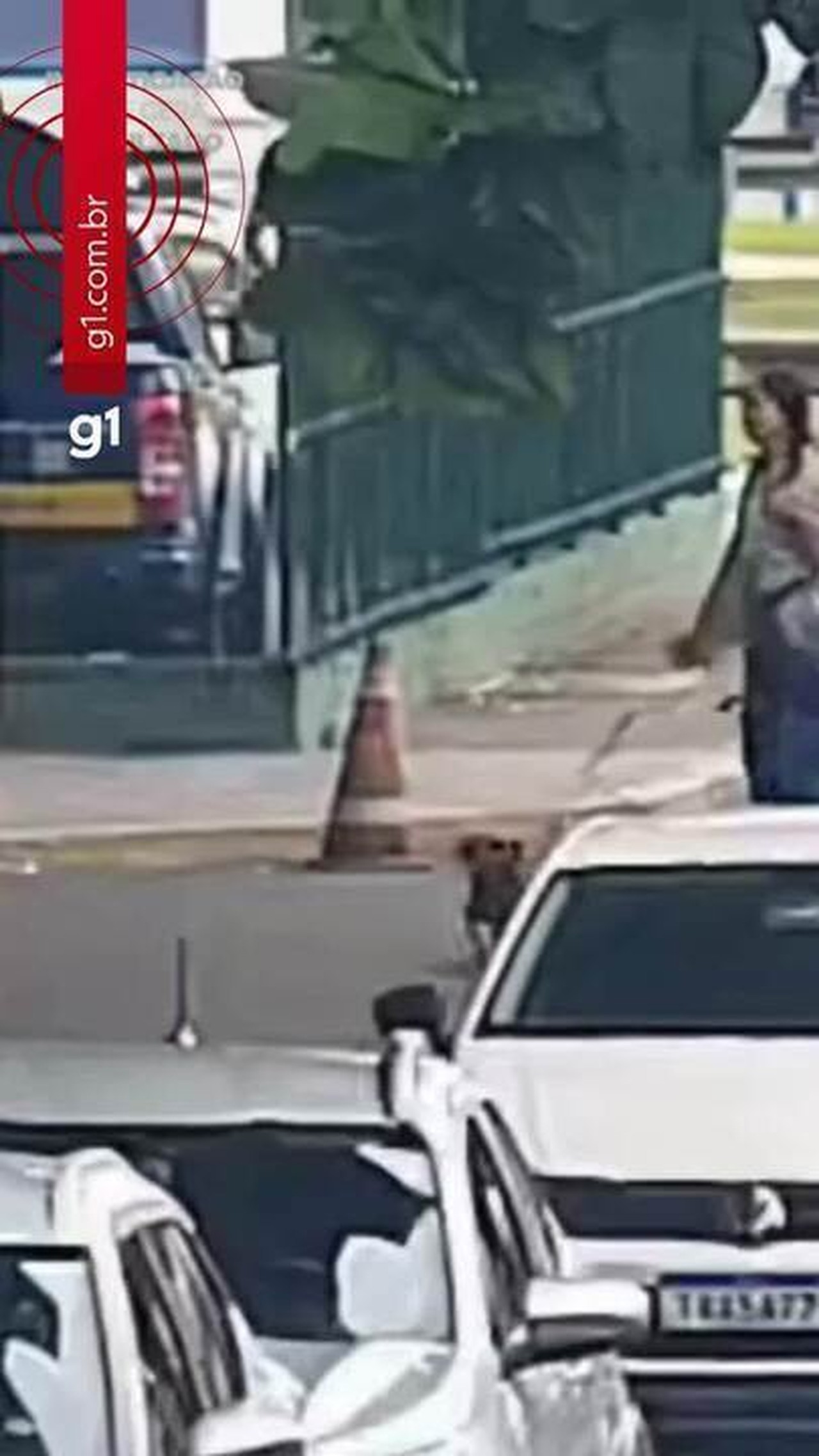 Passageira abandona cadela em rodoviária e é indiciada por maus-tratos em Florianópolis