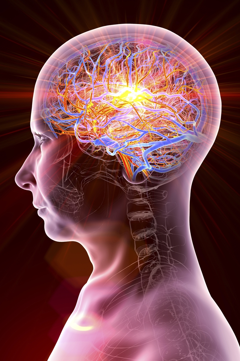 1 de 1 Ilustração colorida de tronco humano - Metrópoles - Foto: KATERYNA KON/SCIENCE PHOTO LI...