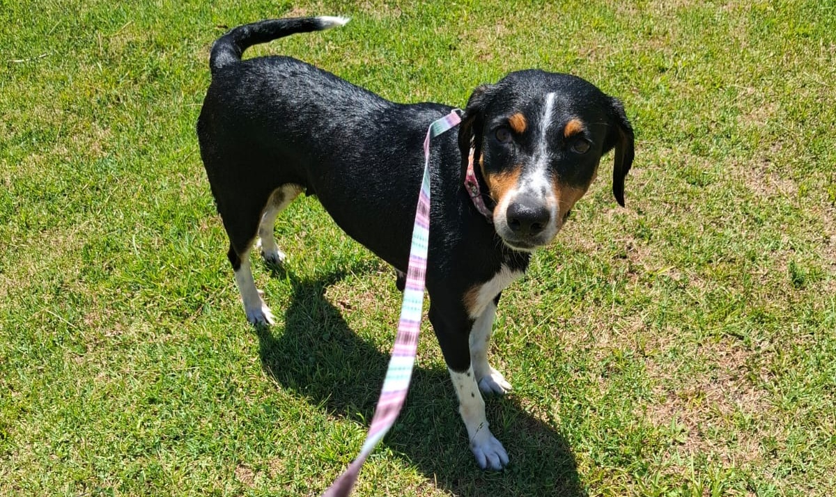 Prefeitura Municipal De São José