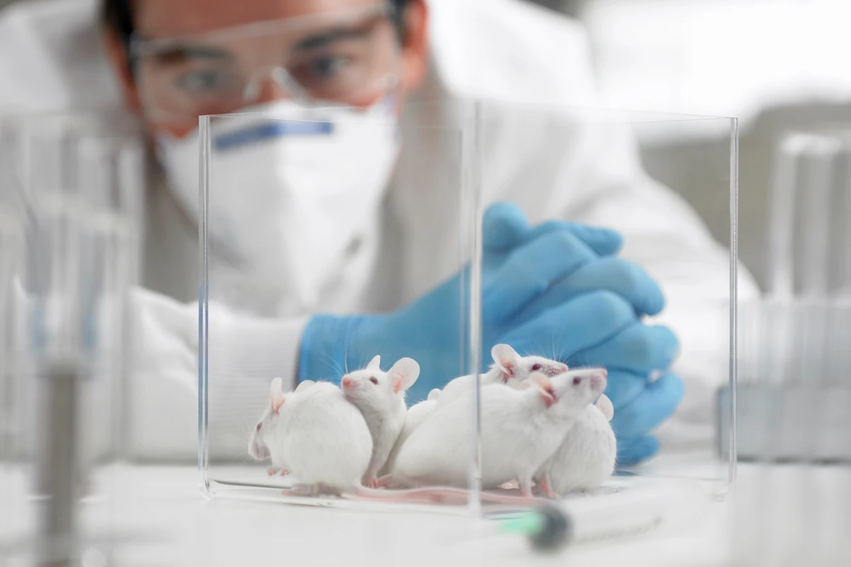 1 de 1 Imagem mostra pesquisador de máscara olhando para caixa transparente com ratos de laborat...