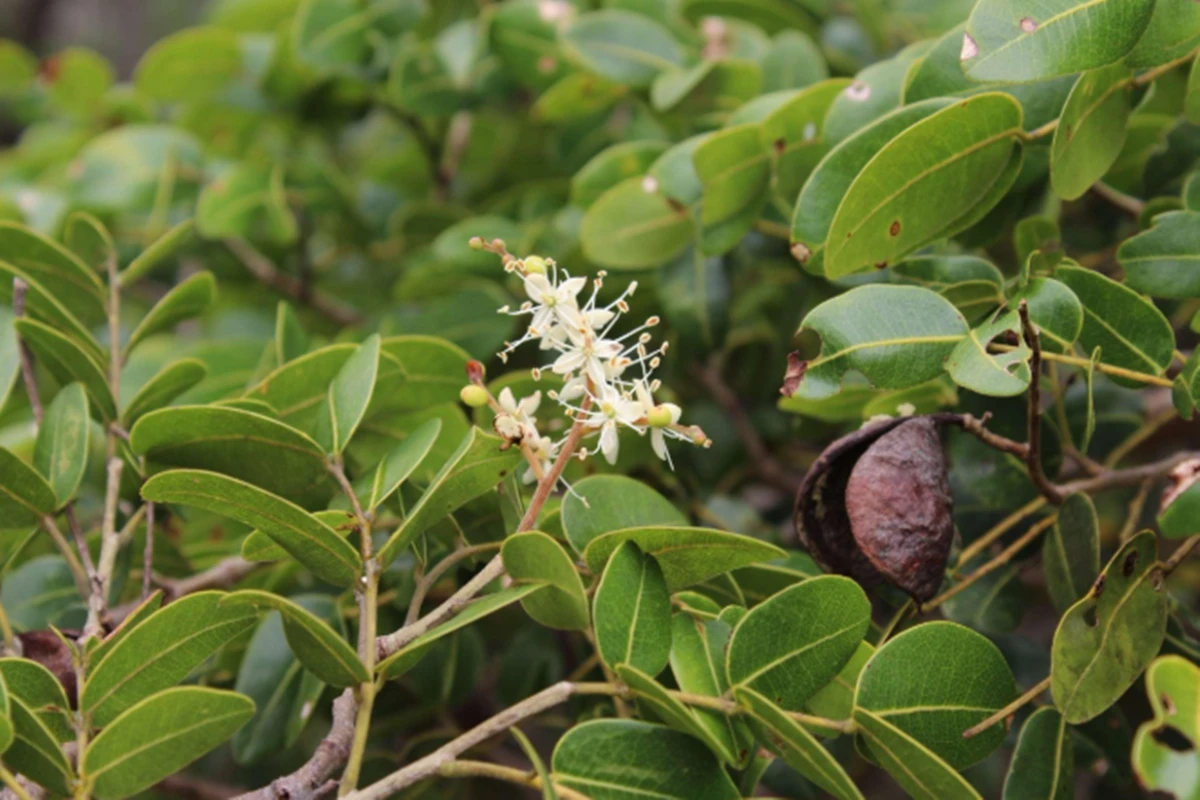 1 de 1 Folha da Copaifera lucens - Foto: Reprodução