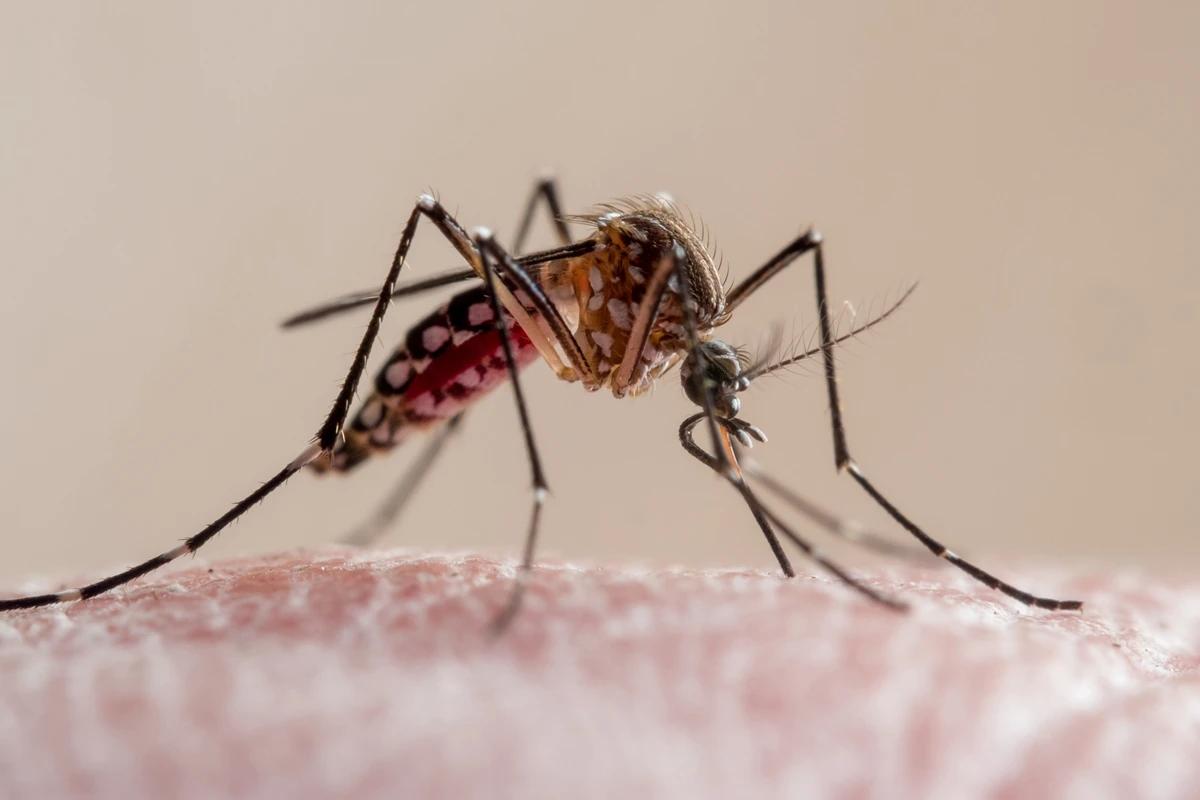 1 de 1 Imagem em close-up de um mosquito da febre amarela picando a pele humana. Trata-se de um m...