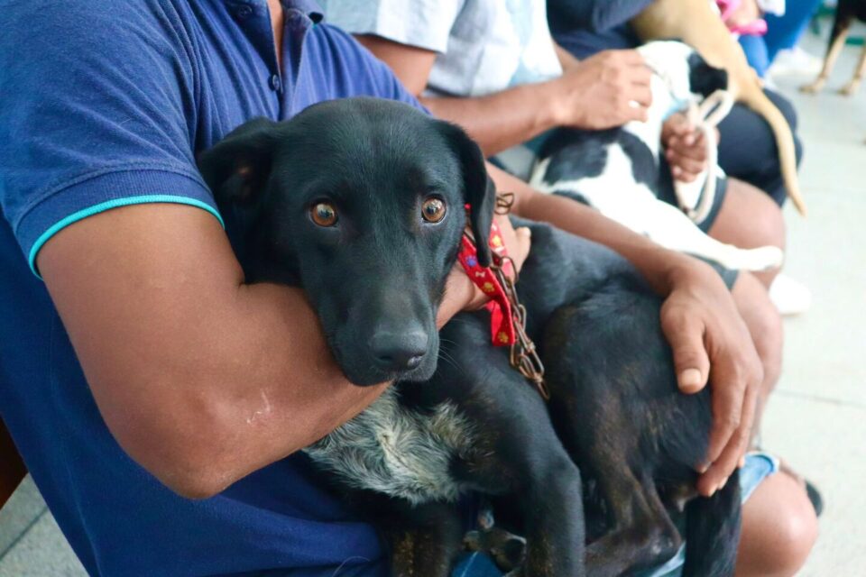 Restam poucas vagas para o maior mutirão de castração animal da história de São José – Pr...