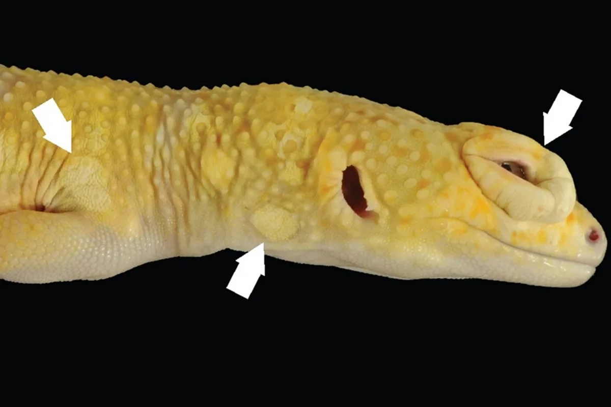 Reprodução / BMC Biology