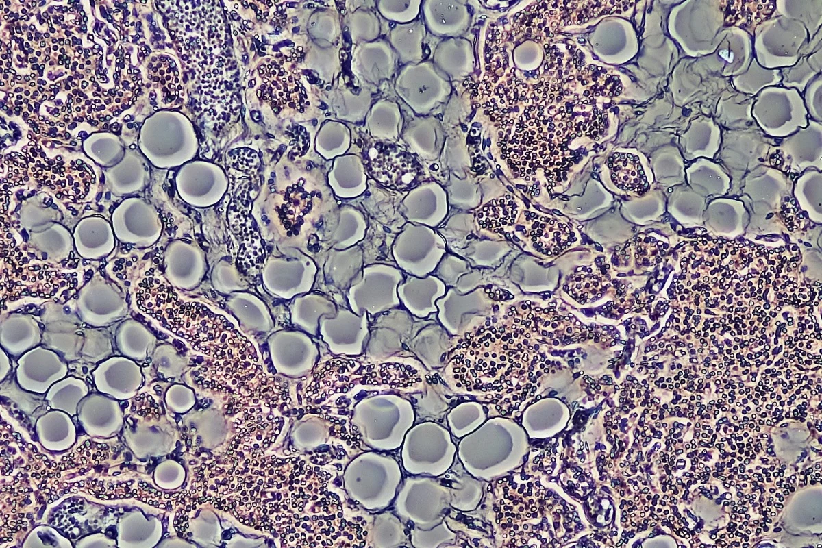 Bioscience Image Library/Fayette Reynolds/Unsplash