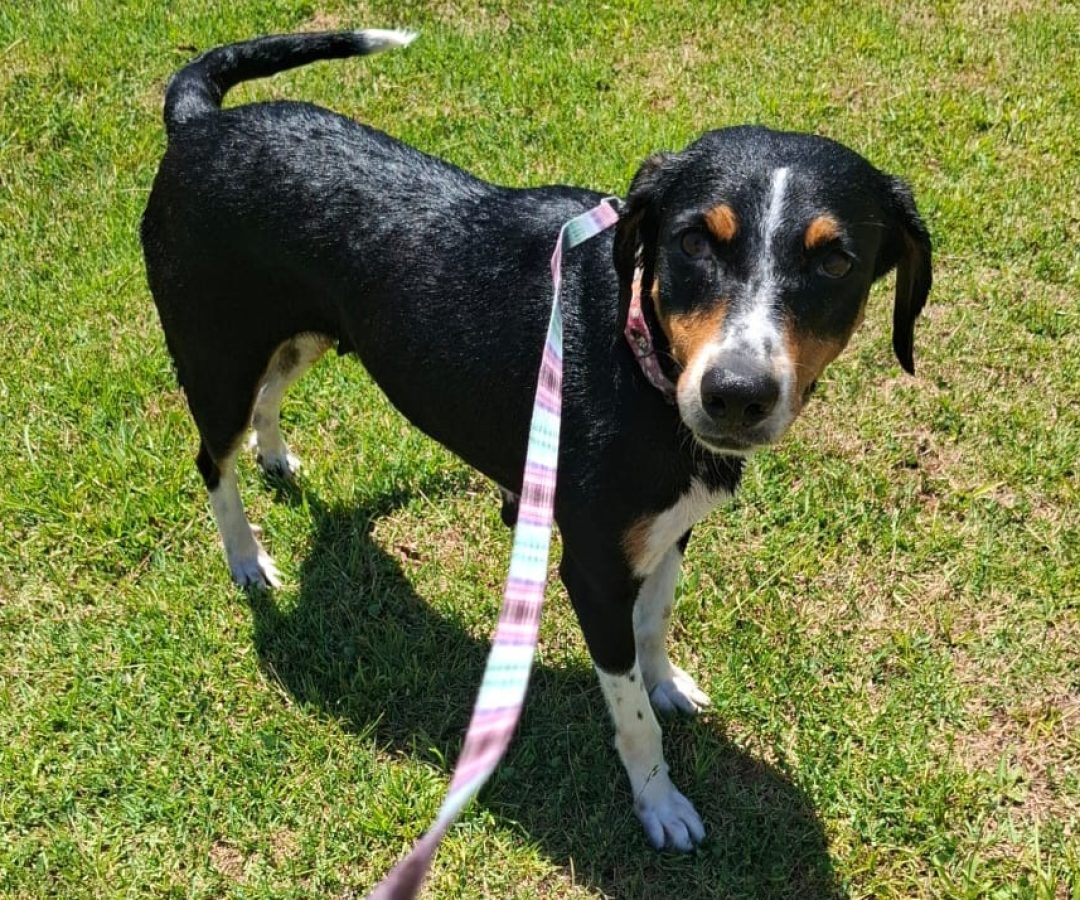 Prefeitura Municipal De São José