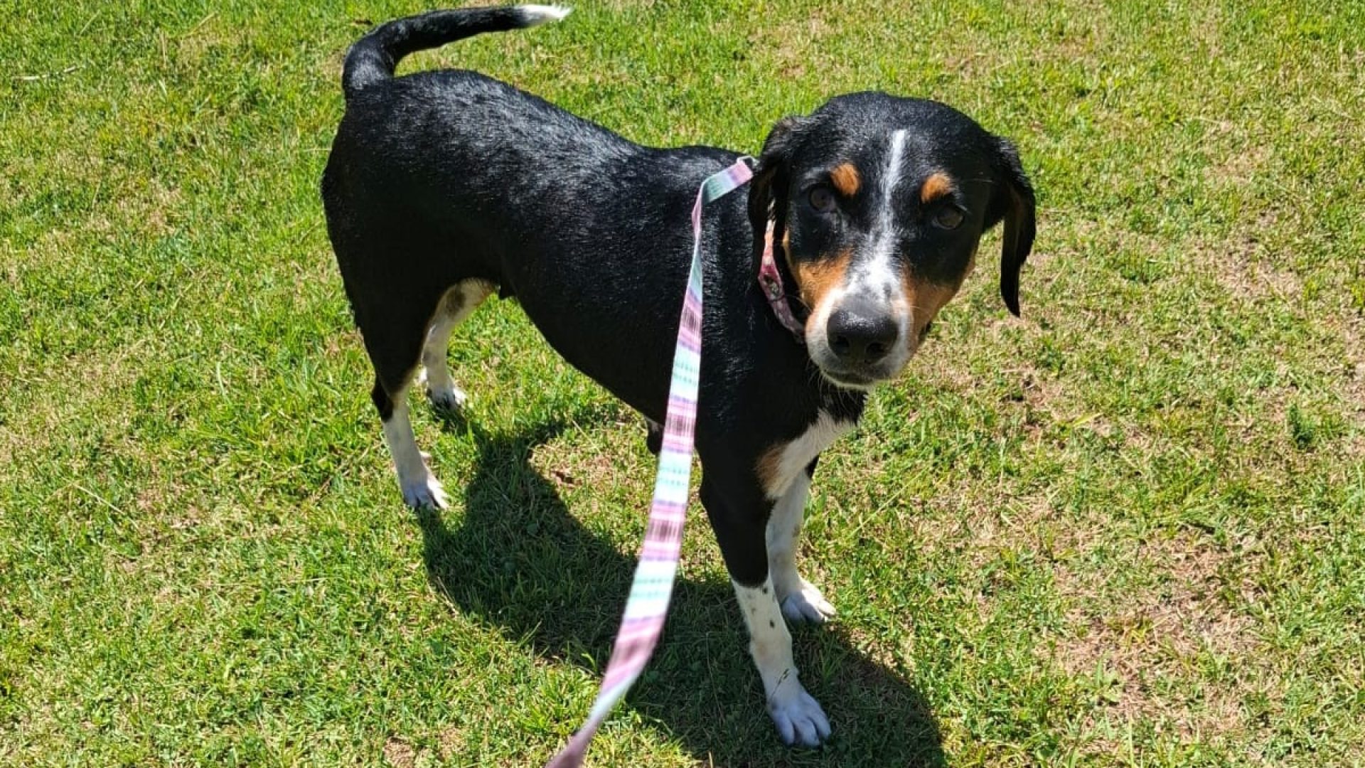 Prefeitura Municipal De São José