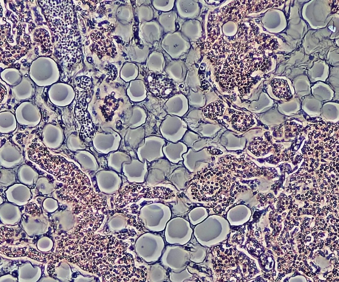 Bioscience Image Library/Fayette Reynolds/Unsplash