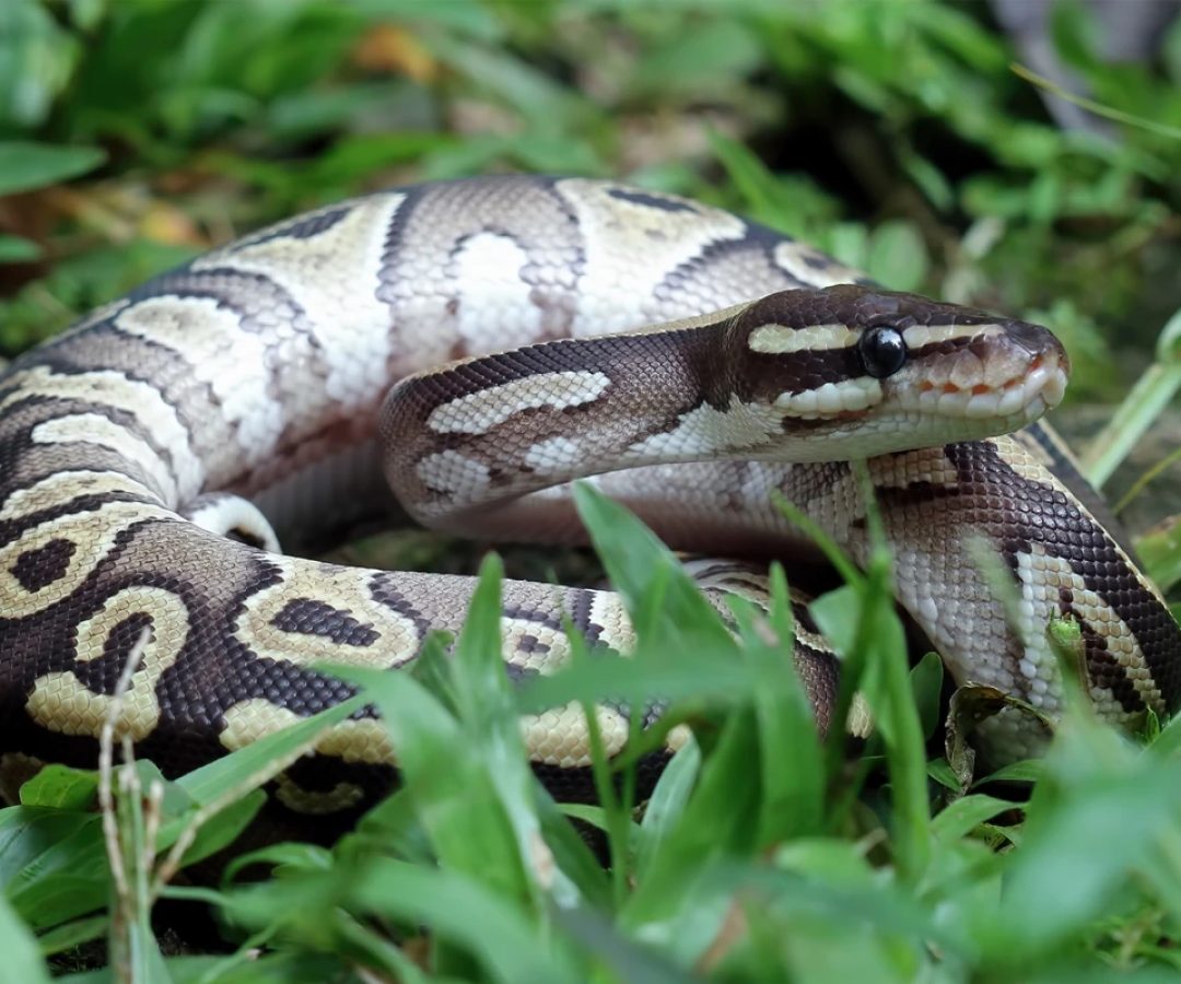 1 de 1 close-up de uma cobra piton na grama. Metrópoles - Foto: kuritafsheen77/Freepik