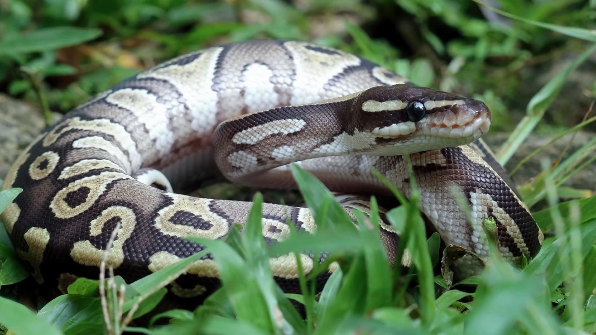 1 de 1 close-up de uma cobra piton na grama. Metrópoles - Foto: kuritafsheen77/Freepik