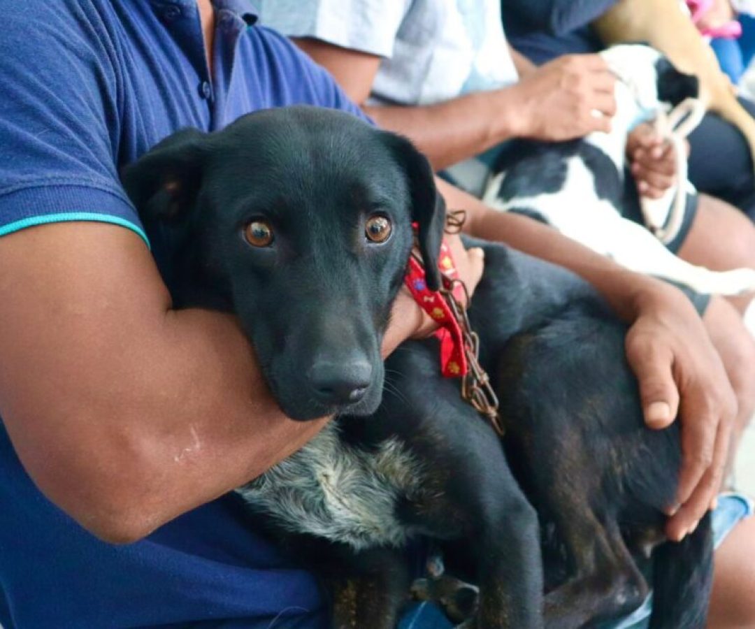 Restam poucas vagas para o maior mutirão de castração animal da história de São José – Pr...