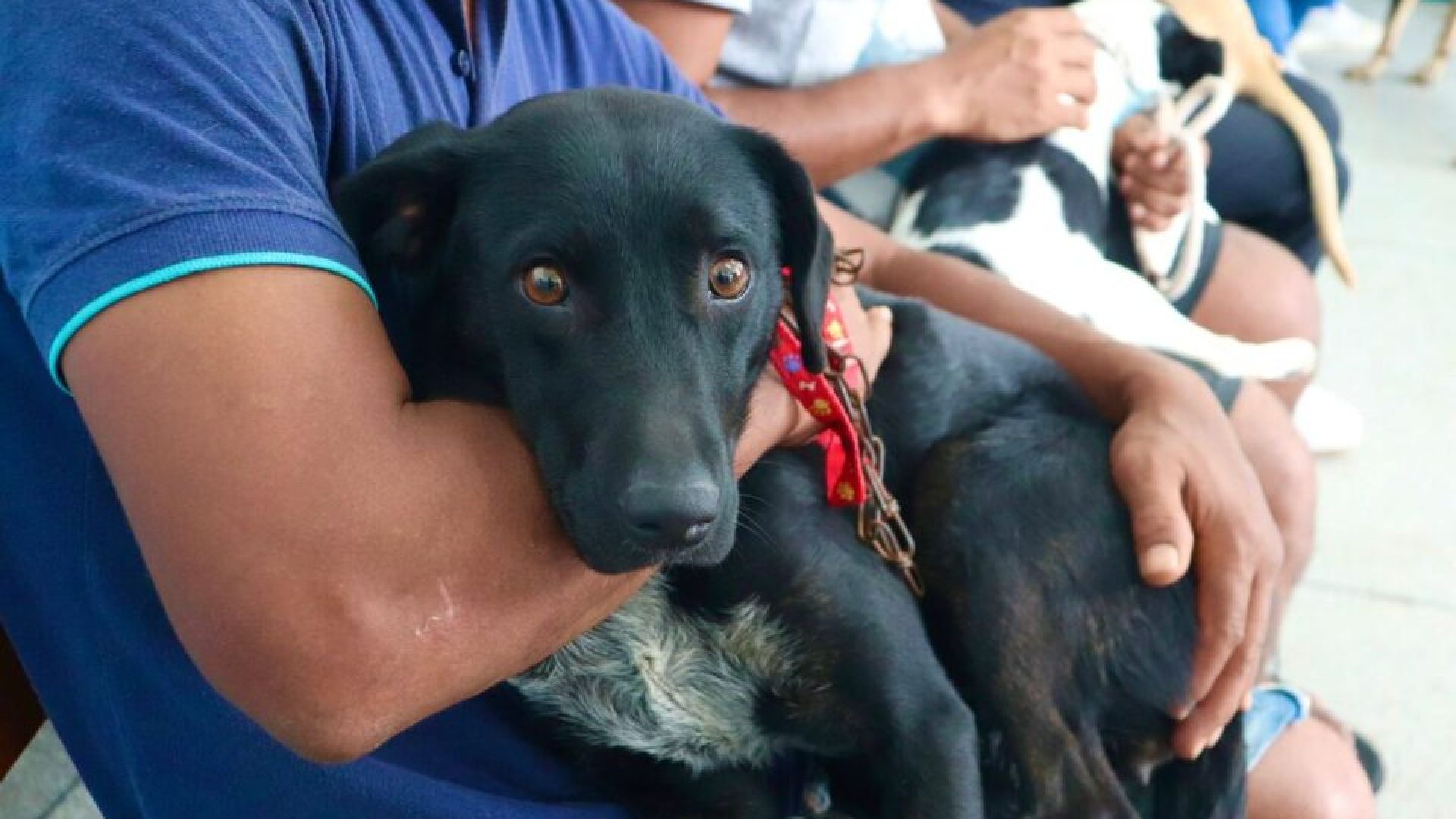 Restam poucas vagas para o maior mutirão de castração animal da história de São José – Pr...