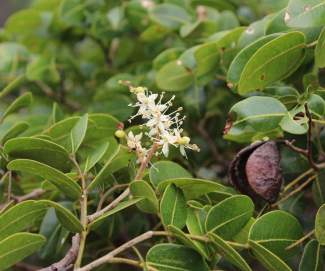 1 de 1 Folha da Copaifera lucens - Foto: Reprodução