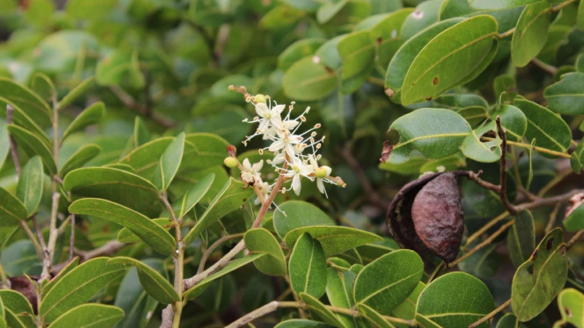 1 de 1 Folha da Copaifera lucens - Foto: Reprodução