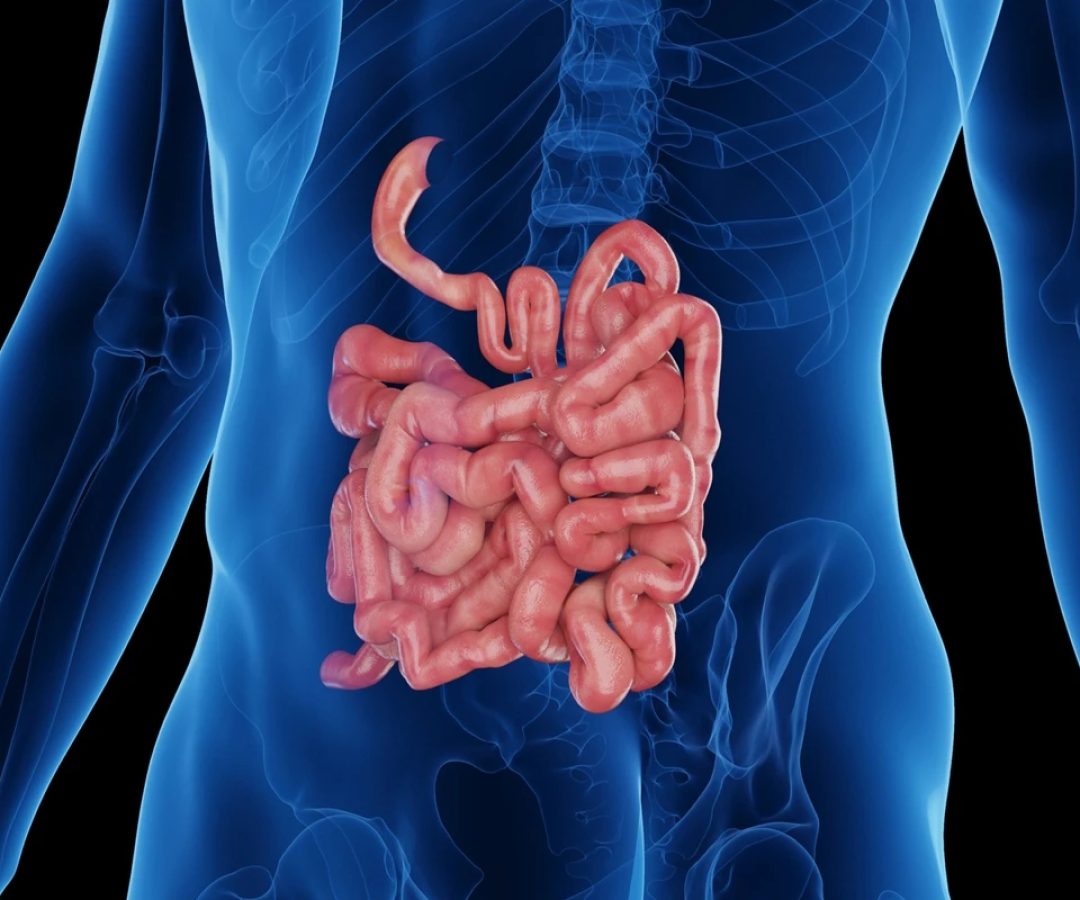 1 de 1 Ilustração colorida de intestino - Foto: SEBASTIAN KAULITZKI/SCIENCE PHOTO LIBRARY/Getty...
