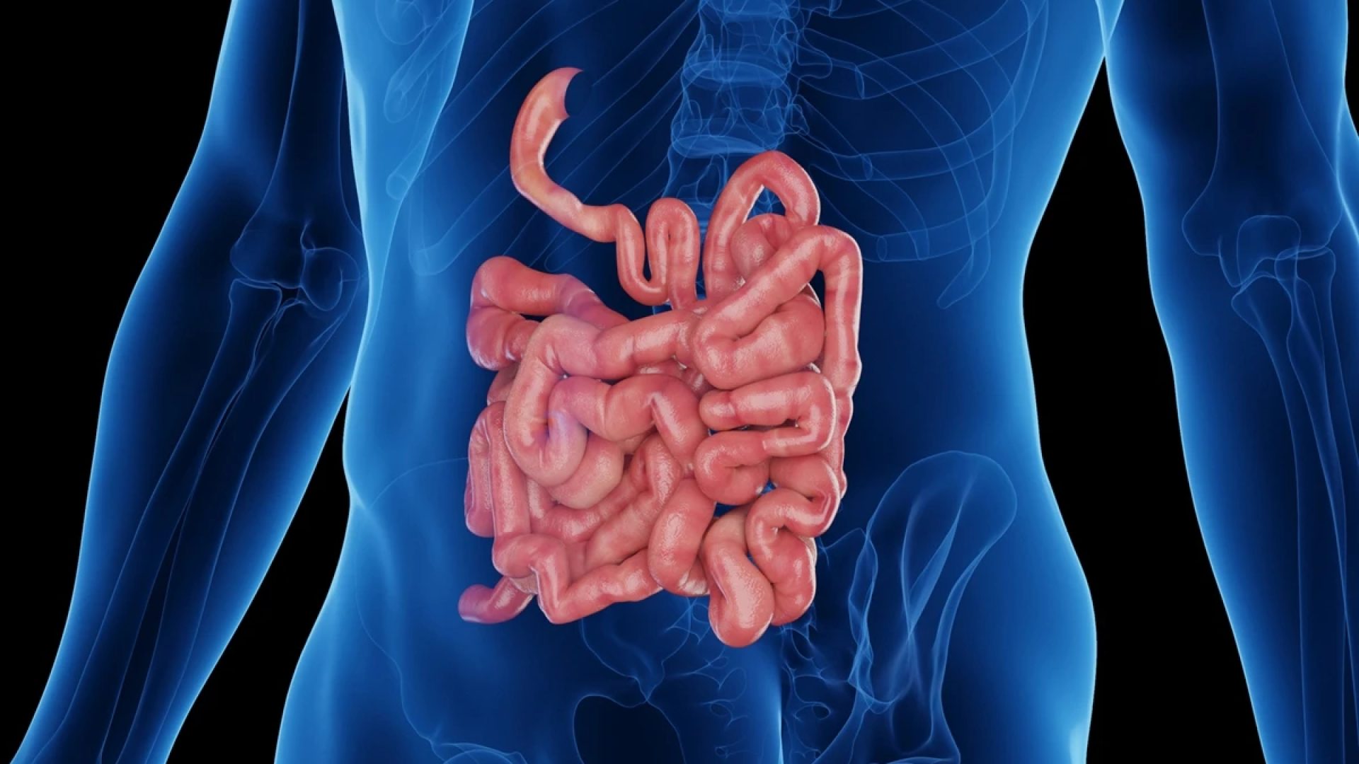 1 de 1 Ilustração colorida de intestino - Foto: SEBASTIAN KAULITZKI/SCIENCE PHOTO LIBRARY/Getty...