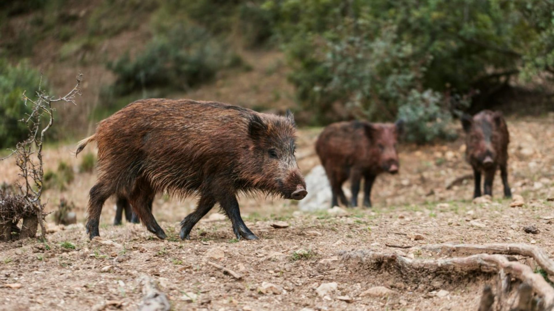 Divulgação/Defesa Civil/ND Mais