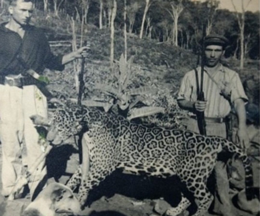 Homens com onça-pintada em Achieta, no Oeste de SC, em 1960 — Foto: Reprodução/Família Piccoli