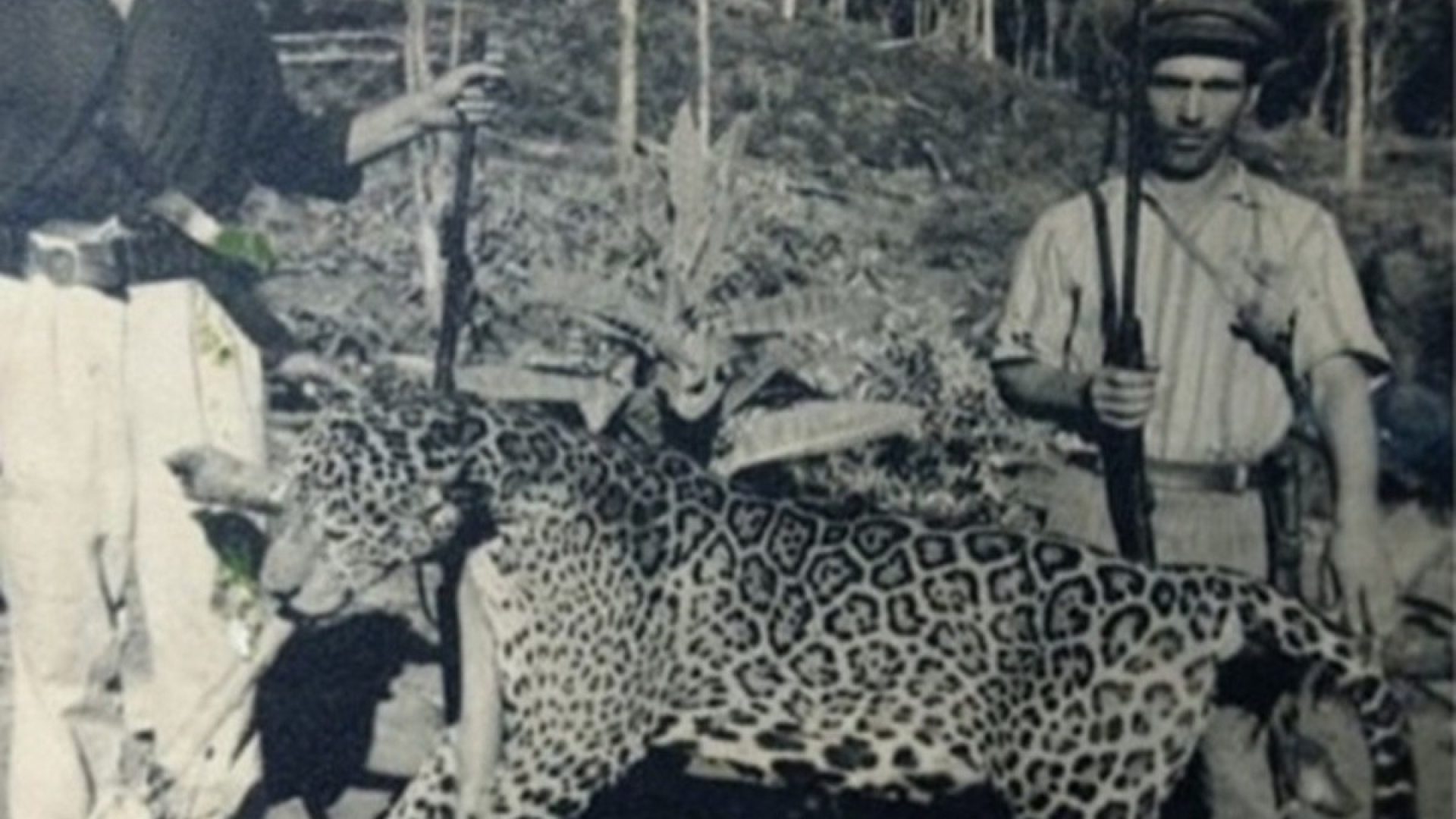 Homens com onça-pintada em Achieta, no Oeste de SC, em 1960 — Foto: Reprodução/Família Piccoli