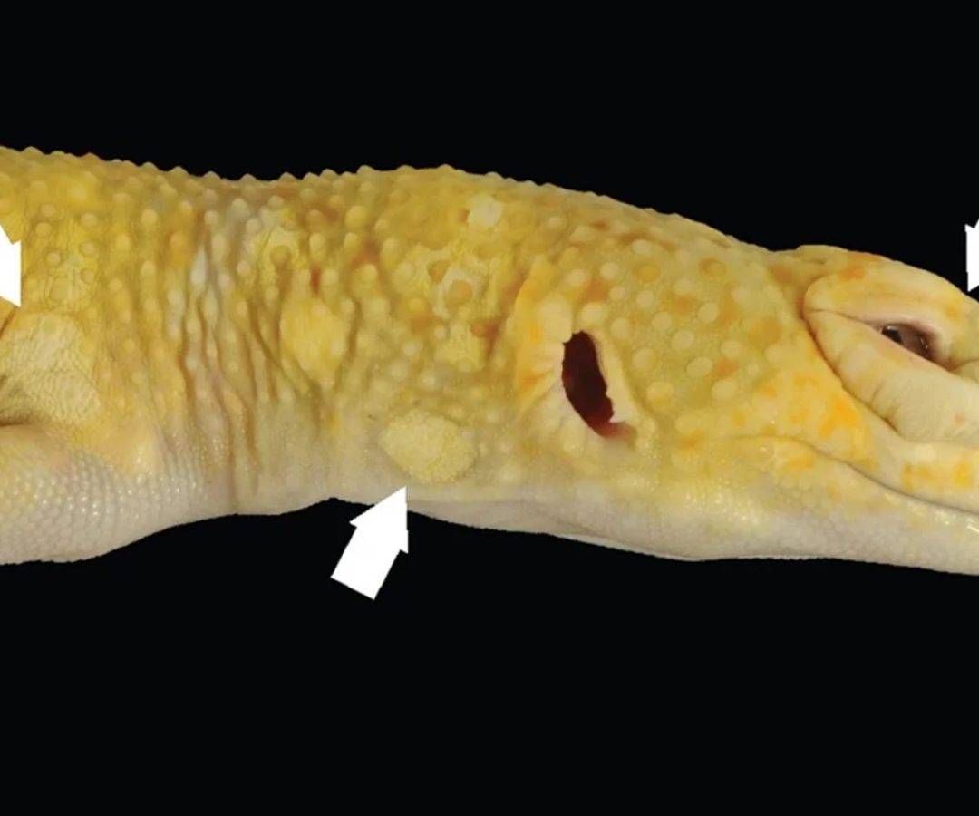 Reprodução / BMC Biology