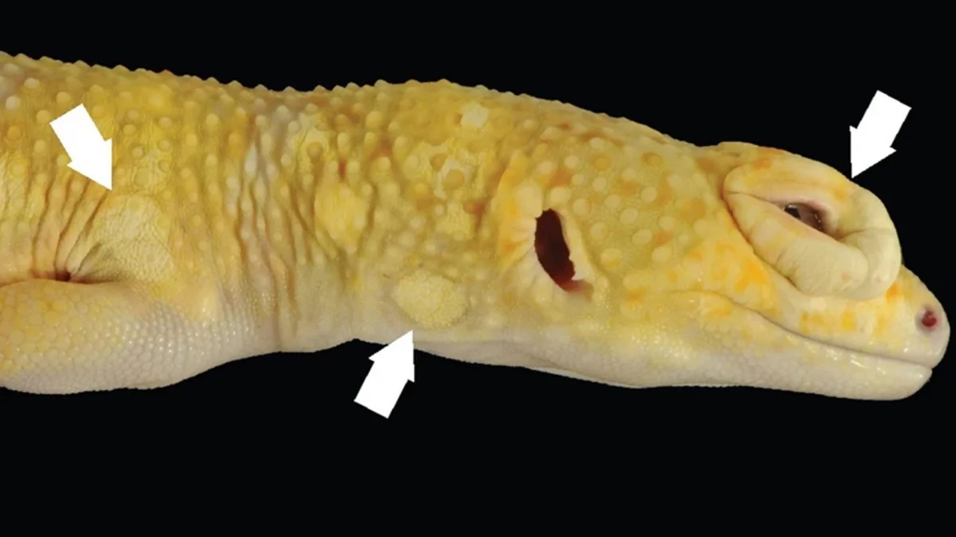 Reprodução / BMC Biology