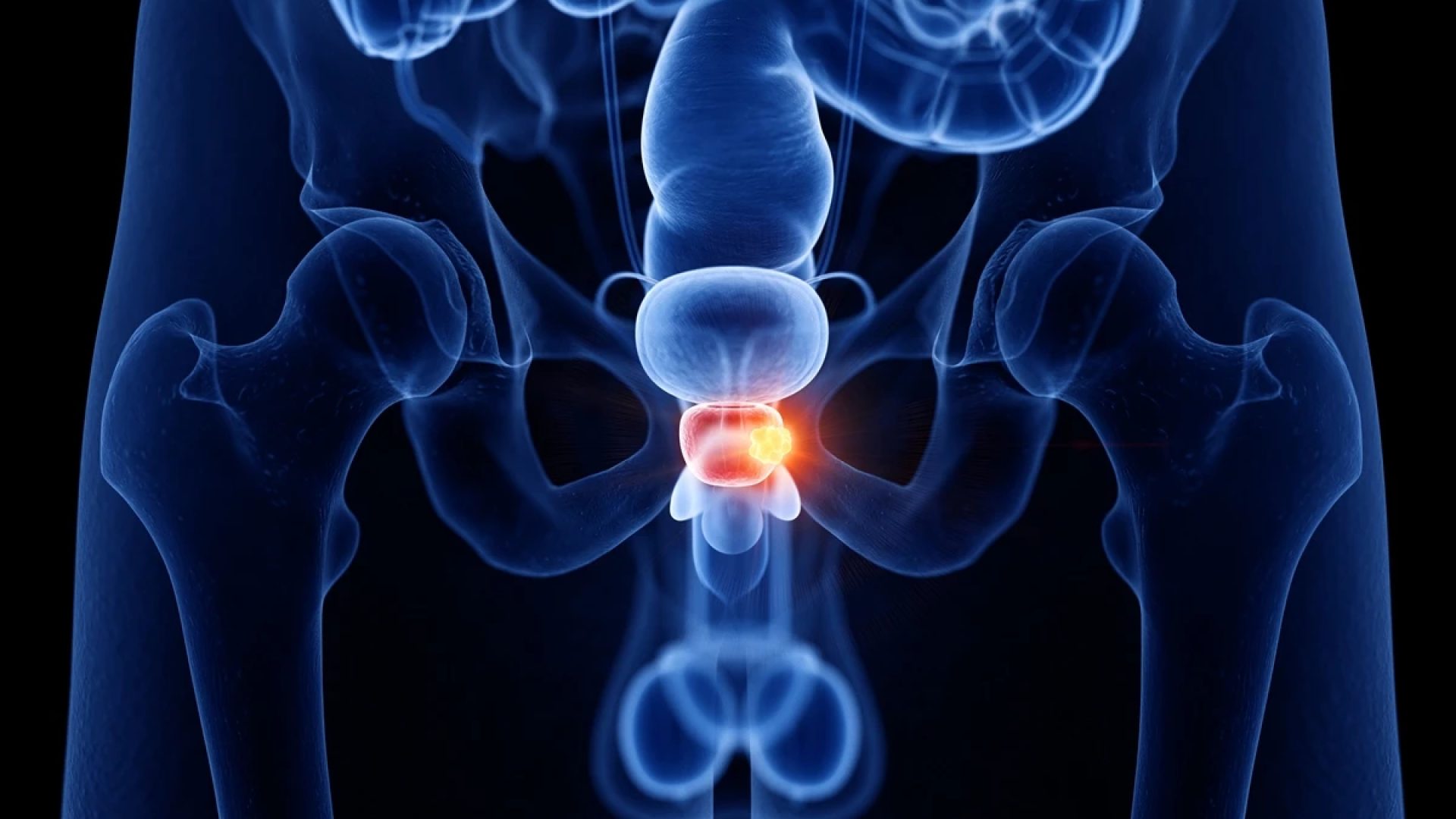 1 de 1 Ilustração colorida mostra próstata no corpo humano - Metrópoles - Foto: SEBASTIAN KAU...