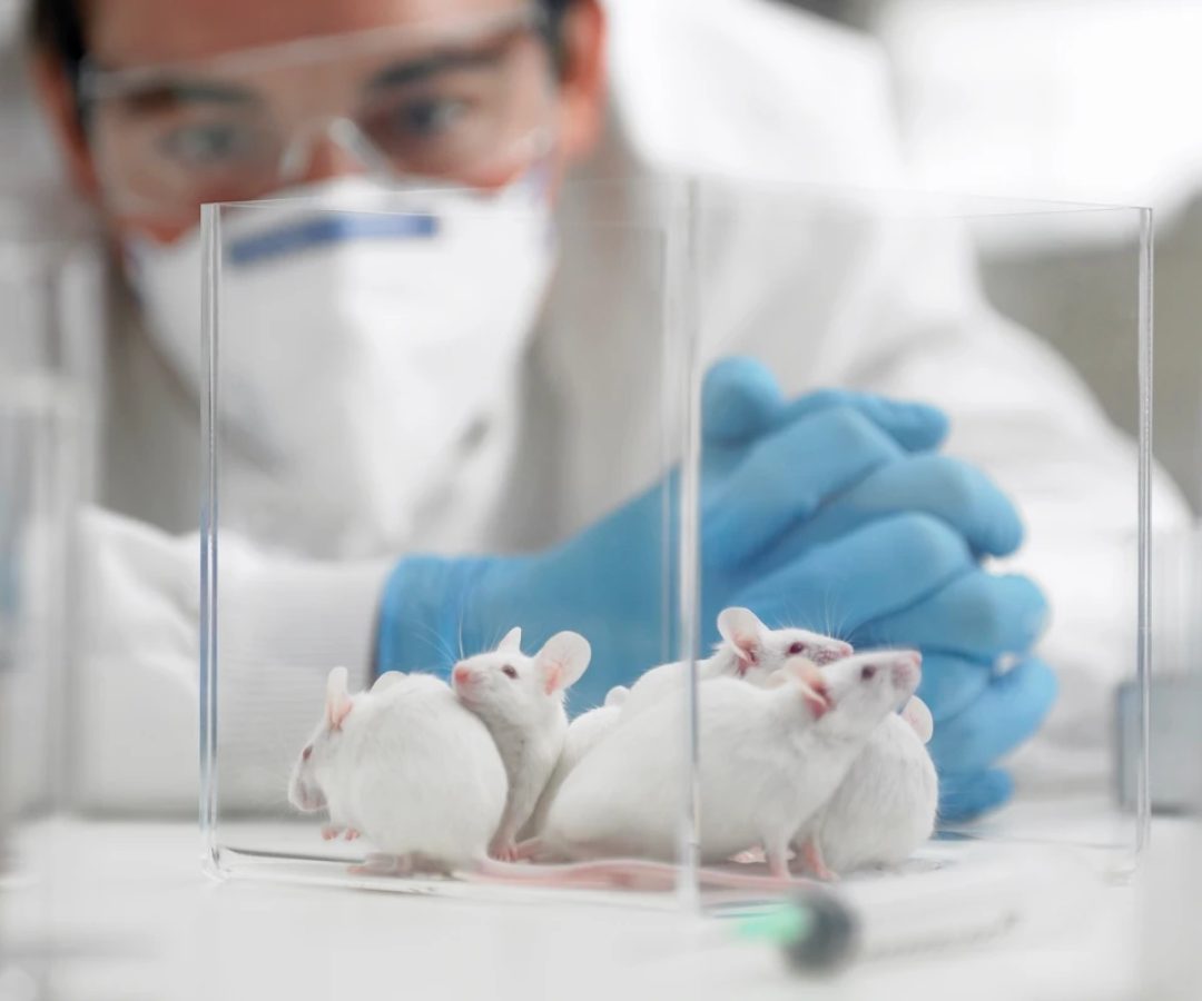 1 de 1 Imagem mostra pesquisador de máscara olhando para caixa transparente com ratos de laborat...