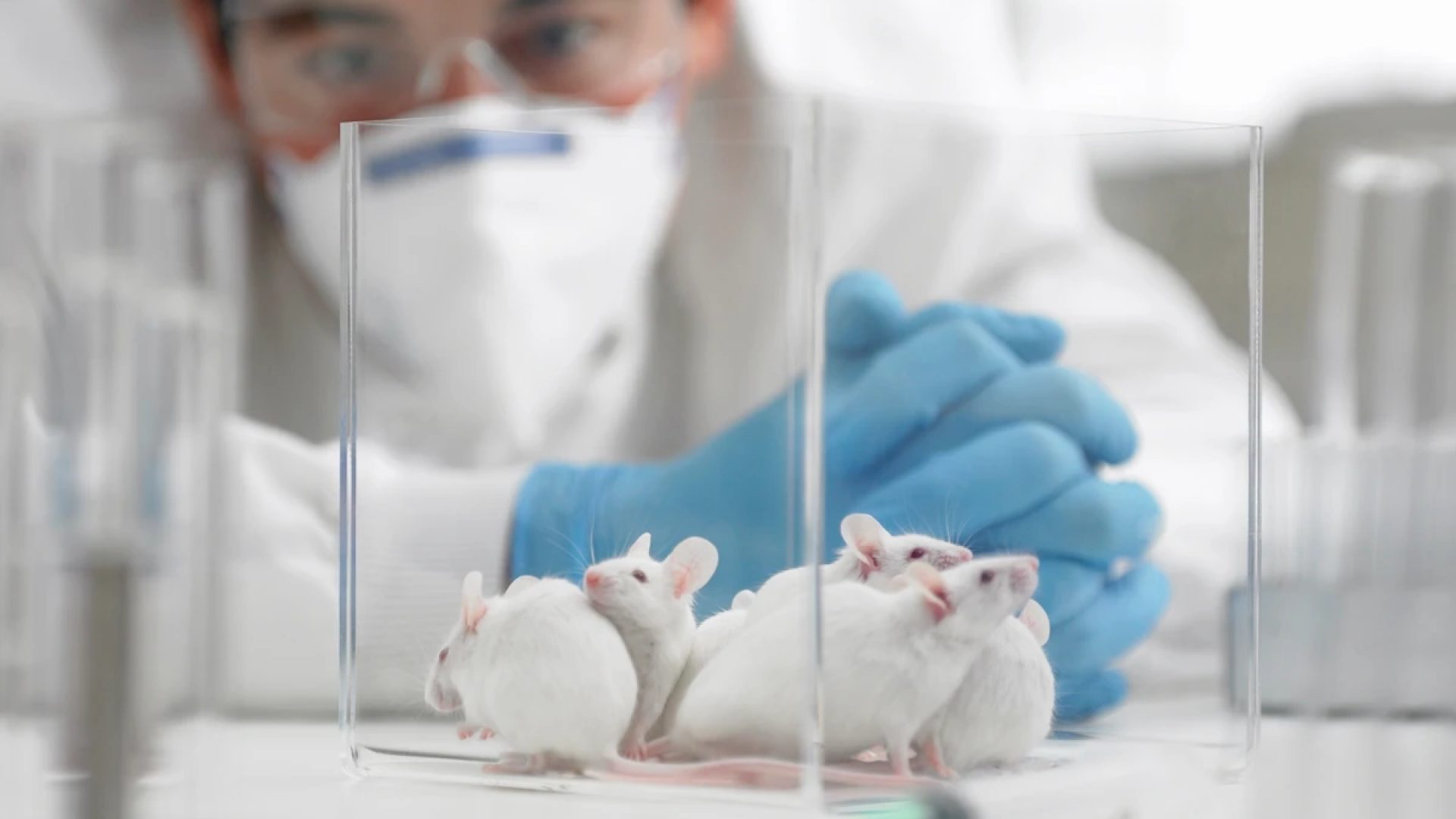 1 de 1 Imagem mostra pesquisador de máscara olhando para caixa transparente com ratos de laborat...
