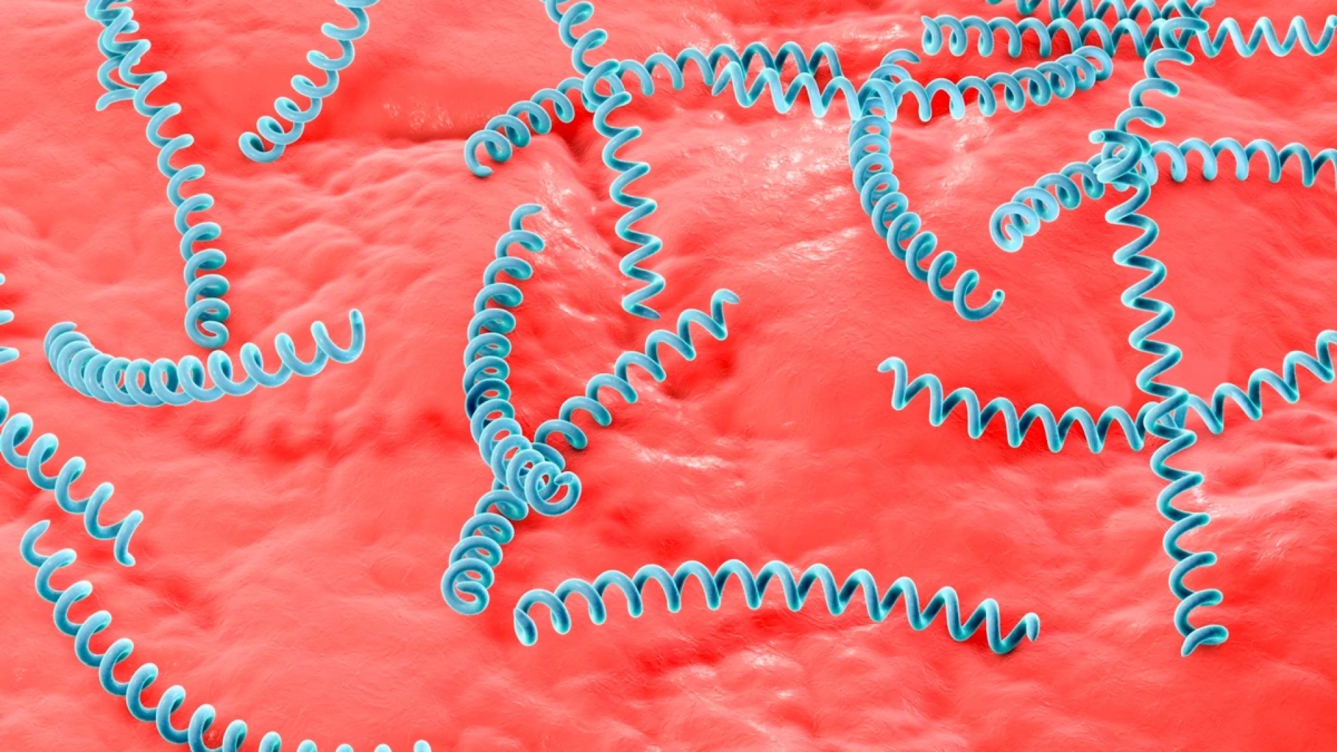 1 de 1 Ilustração computadorizada da Treponema pallidum, a bactéria causadora da sífilis. Met...